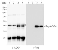 ACO4 | 1-aminocyclopropane-1-carboxylate oxidase 4 in the group Antibodies Plant/Algal  / Arabidopsis thaliana  at Agrisera AB (Antibodies for research) (AS18 4240)